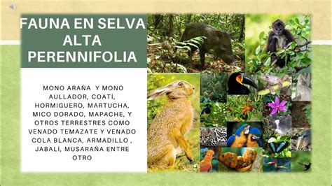 Selva Alta Perennifolia Youtube