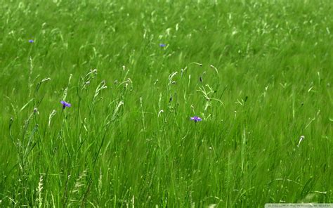 Green Pastures Wallpapers 4k Hd Green Pastures Backgrounds On