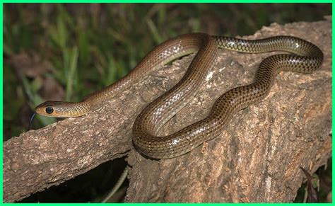 Banyak nya jenis ular di dunia ini tentu membuat kita bingung untuk membedakan mana jenis ular berbisa dan mana yang tidak 9 Jenis Ular yang Umumnya ada di Lingkungan Sawah - Ekor9.com