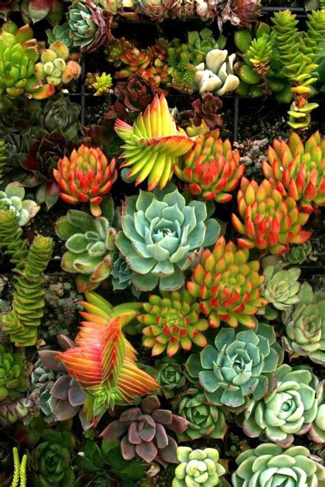 Succulents Are Beautiful Range Of Colors Is Outstanding Succulents