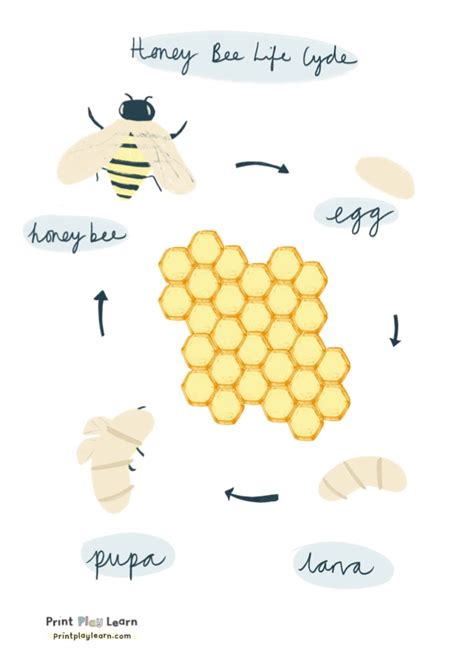Honey Bee Life Cycle Poster For Children Printable Teaching Resources