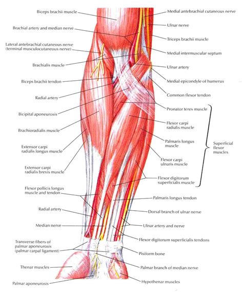 Muscles Of Forearm Superficial Layer Anterior View Anatomi Tubuh