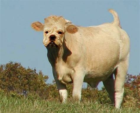 Funny Fat Cows Wallpaper Desktop Funny Animal