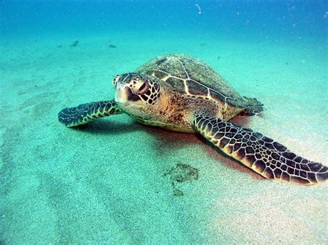 Green Sea Turtle Facts And Pictures Reptile Fact