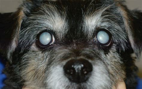 Catarata Em Cães Do Diagnóstico Ao Tratamento
