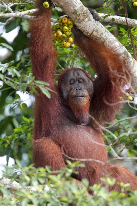 Orang atau kelompok orang yang berstatus sosial tinggi dalam masyarakat. Wild-Orangutan-male-Borneo-(4) - Chris Hill Wildlife ...