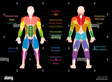 Gráfico Muscular Con Los Músculos Más Importantes Del Cuerpo Humano