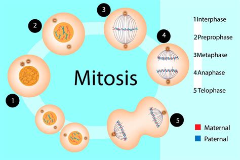 Differences Between Mitosis And Meiosis Worldatlas My Xxx Hot Girl