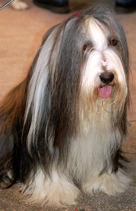 Bearded Collie Information Dog Breeds At Thepetowners