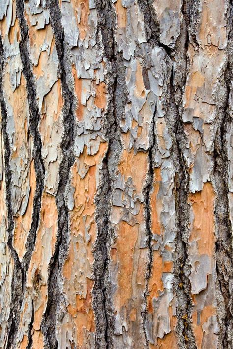 Brown Bark Of Pine Tree Stock Photo Image Of Forest 32798456