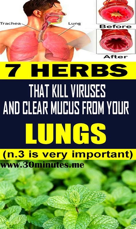 7 Herbs That Kill Viruses And Clear Mucus From Your Lungs Health