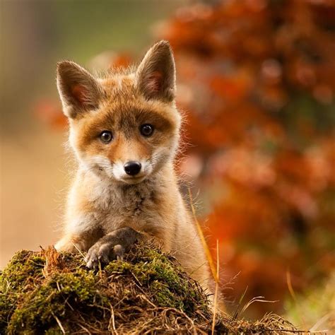 Baby Fox Adorable Baby Red Fox 800x800 Download Hd Wallpaper