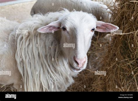 Lana Ovina Fotografías E Imágenes De Alta Resolución Alamy