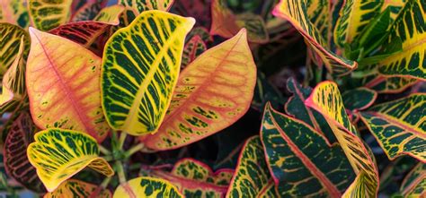 Learn all you need to know now on gardener's path. Croton Plant Care: An Ultimate Guide - Greener on the Inside