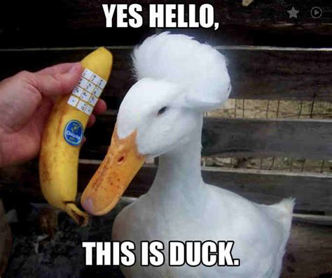 Answer Up Duck R Duckmemes