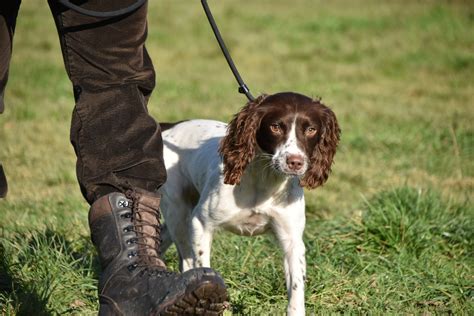Most spaniel dogs will have a medium to long coat with, once again, curly hair. Sniffer Dog to Gundog | Springer Spaniel | Tessleymoor Way