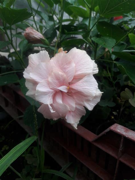 Hibiscus Rosa Sinensis ‘enid Lewis Dupla Telthalvány Rózsaszín