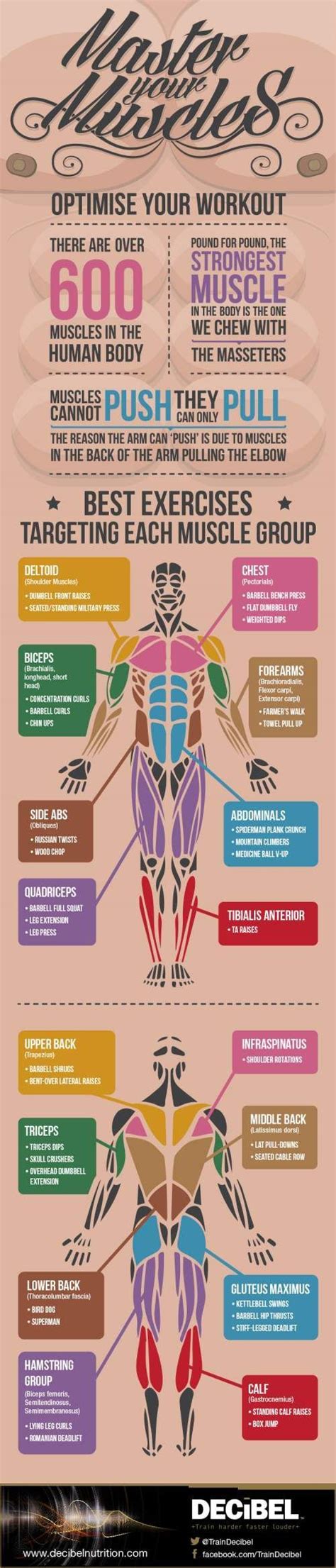 Best Exercises Targeting Each Muscle Group This Is About The Time