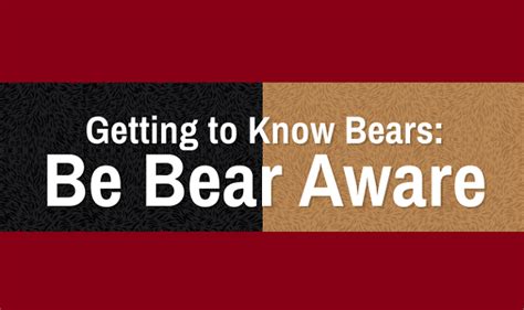 Getting To Know Bears Be Bear Aware Infographic Visualistan
