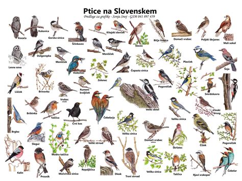 Ptice Na Slovenskem Sonja Snoj