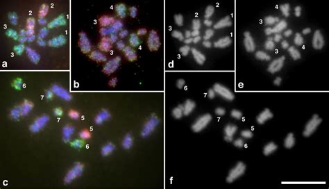 Figure 1 From Title Evolution Of Sex Chromosomes Zw Of Schistosoma Mansoni Semantic Scholar