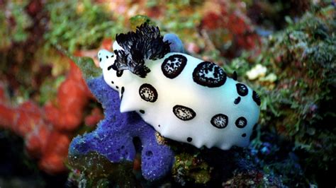Save The Ocean Nudibranch
