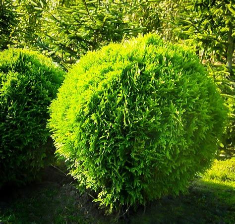 To trim arborvitae properly, trim the terminal tips of the foliage. Danica Globe Thuja Arborvitae | The Tree Center™
