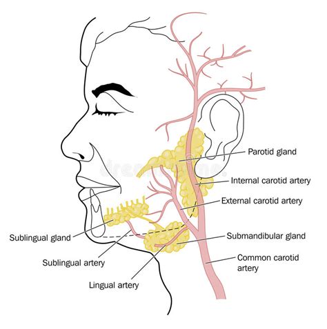 Salivary Glands And Blood Supply Stock Vector Illustration Of Lingual