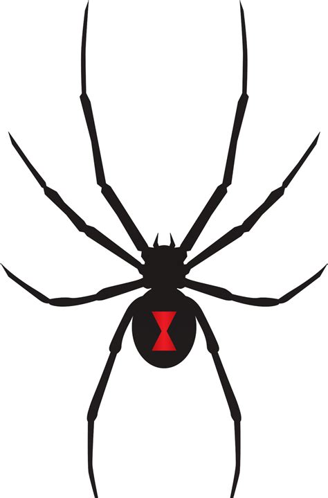 Black Widow Spider Flat Clipart Large Size Png Image Pikpng