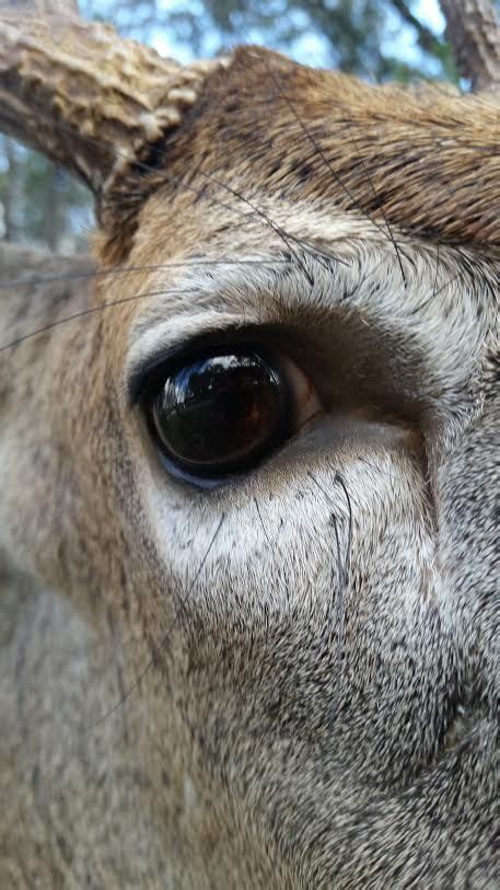 Image Result For Deer Eye Close Up Deer Eyes Taxidermy Eyes Deer
