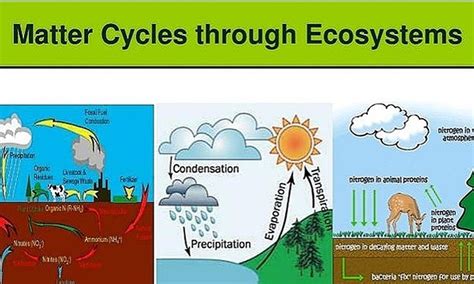 The Three Main Cycles Of The Ecosystem Small Online Class For Ages 9