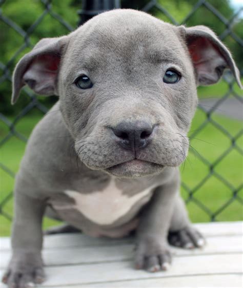 Blue Nose Pitbull Puppies For Sale Blue Nose Pitbull