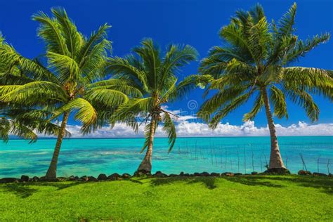 Tropical Beach With Grass And Palm Trees Stock Image Image Of Palm
