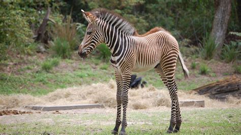 Grevys Zebra Facts Habitat Diet Life Cycle Pictures