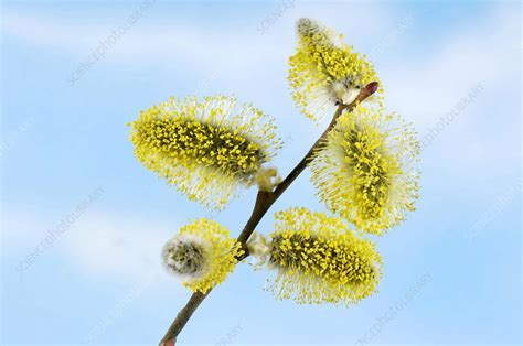 pussy willow flowers stock image b601 0514 science photo library