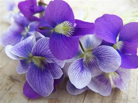 PlantFiles Pictures: Viola Species, Common Blue Violet, Hooded Blue Violet, Meadow Violet ...