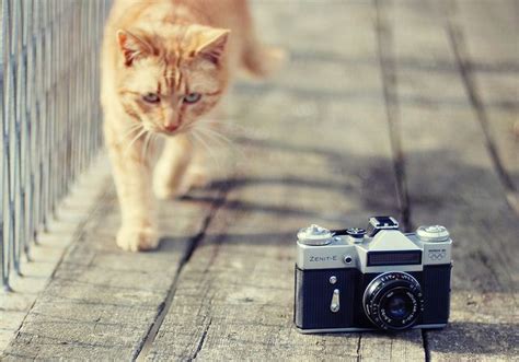 Catographer Cat Camera Cats I Love Cats
