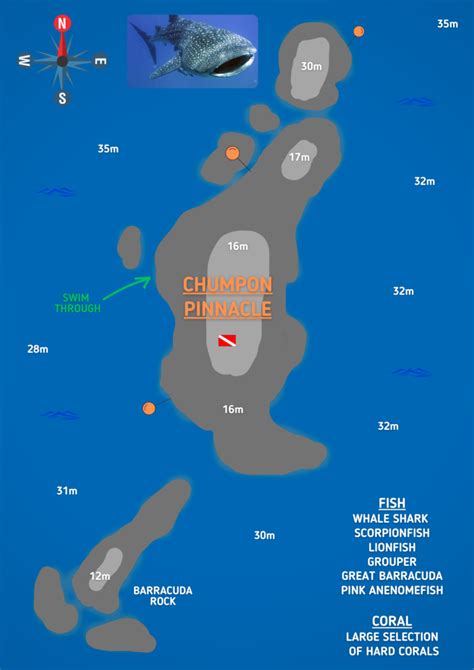 Koh Tao S Best Dive Site Chumphon Pinnacle Big Blue Diving Koh Tao