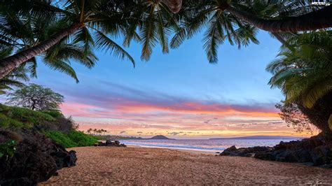Hawaje Wyspa Maui Morze Roślinność Palmy Plaża