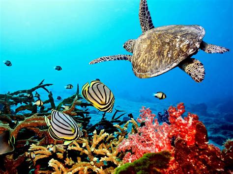 Coral Reef With Sea Turtle Tumblr Backgrounds Tumblr Wallpapers Hd