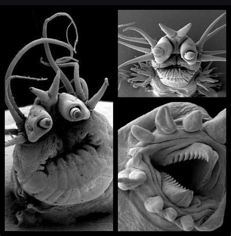 Electron Micrograph Of Microscopic Deep Sea Worms Rnatureismetal