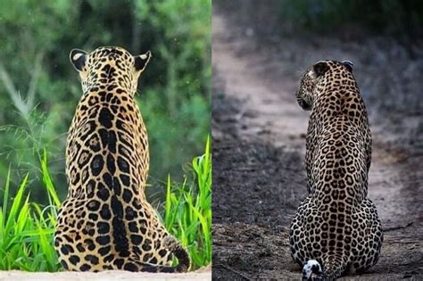 Jaguar Vs Leopard Animal Jaguar Vs Leopard How To Tell Them Apart The