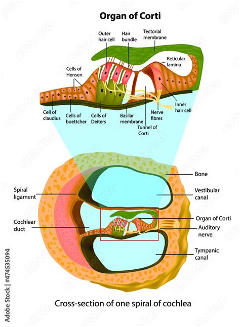 Anatomy Of Inner Ear Cross Section Of One Spiral Of Cochlea Structure
