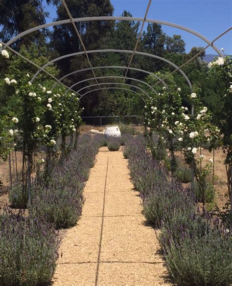 Spanish Lavender And White Roses Line The Steel Trellis Covered Walkway