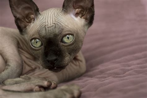 Sphynx Cat Breed Facts And Personality Traits Hills Pet