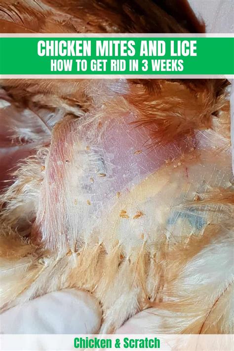 Chicken Mites And Lice How To Get Rid In 3 Weeks