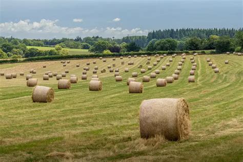 Best Grass Seed For Hay Field