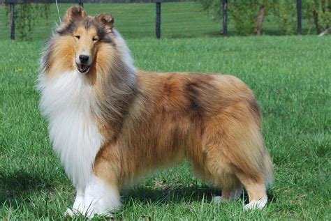 Rough Collie And Smooth Collie Coat Colors Wyndlair Collies