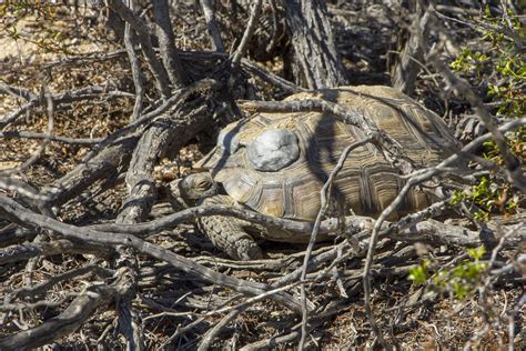Transmittered Desert Tortoise Npssara Sutton Joshua Tree National