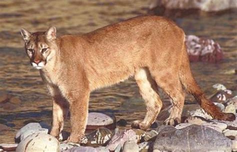 Mountain Lion Vs Bobcat — Know The Difference Capitola Ca Patch